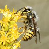 Dolichovespula arenaria (female Aerial Yellowjacket)