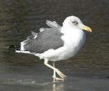 Lesser Black-backed Gull