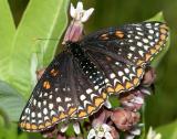 Baltimore Checkerspot - Euphydryas phaeton