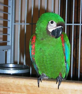 u6/tomich/medium/37725053.severe_macaw_6.jpg