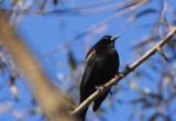 Red Winged Blackbird