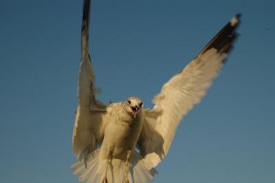 seagull11.jpg