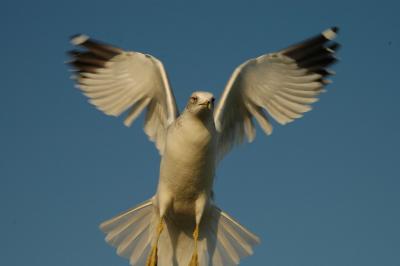 seagull12.jpg