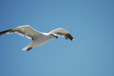 seagull28.jpg