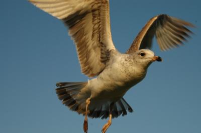 seagull36.jpg