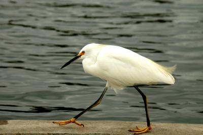 egret02.jpg