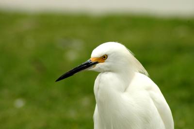 egret03.jpg