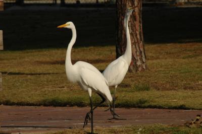 egret05.jpg