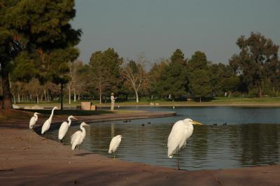 egret09.jpg