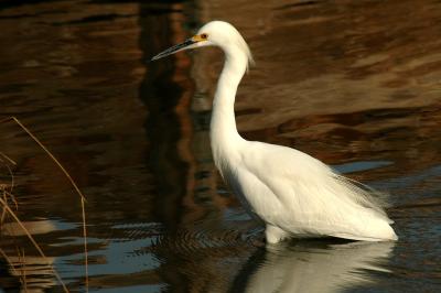 egret10.jpg