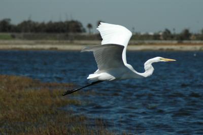 egret12.jpg