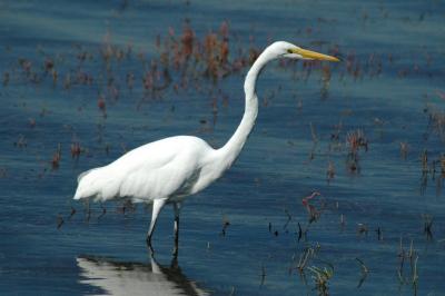 egret18.jpg