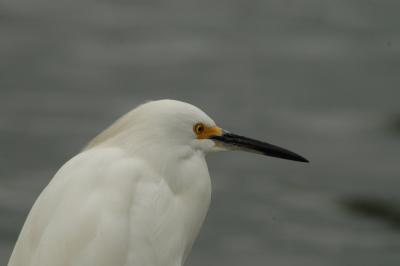 egret24.jpg