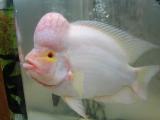 Aquarium Fish