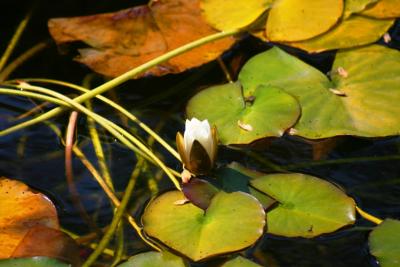 Lily Pad