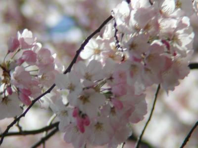 Cherry Blossoms 2002