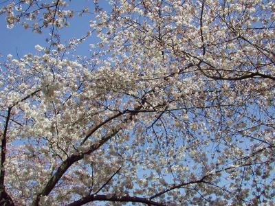 Cherry  Blossoms 2001