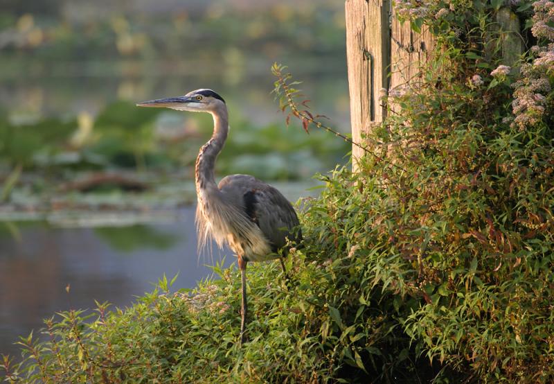 Great-Blue-Heron-Stump-