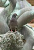 Pigeon-Florence-Italy.