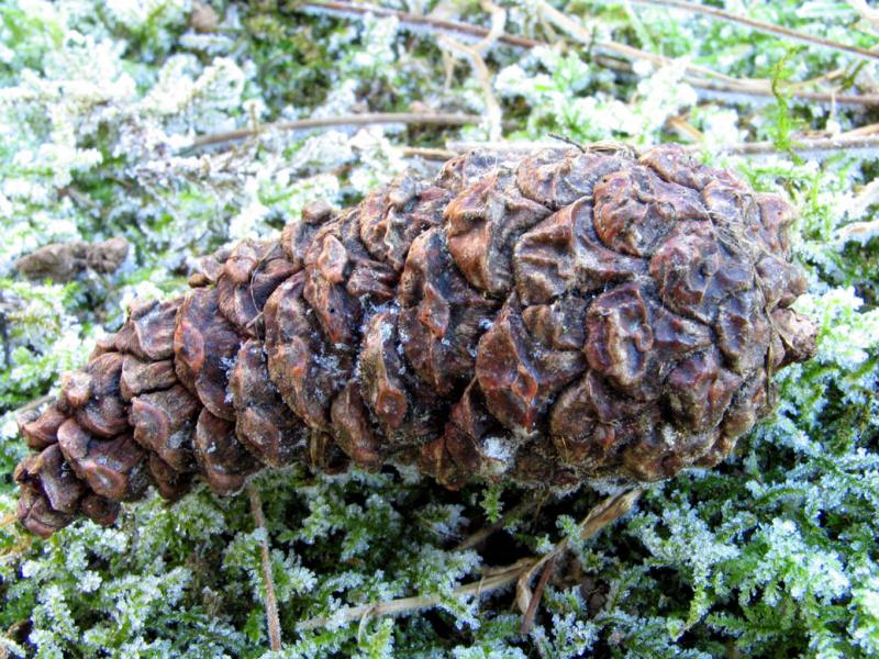 Fir-cone