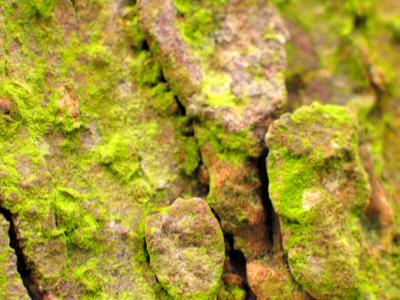 Moss covered