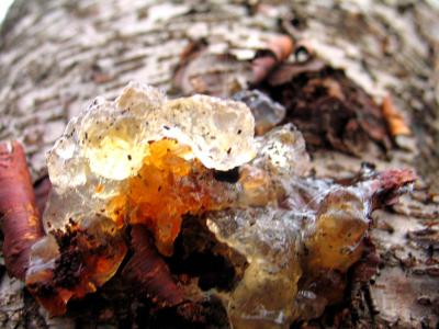 Resin
