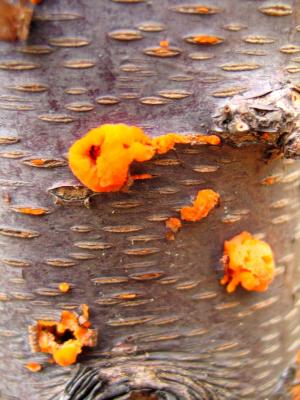 Bleeding bark