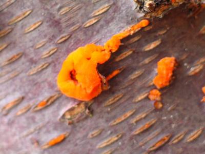 Attack of the orange thingies