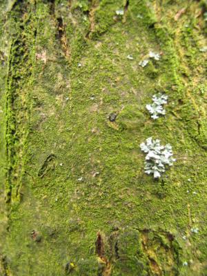 Light green growth