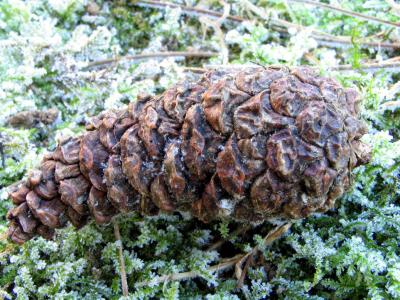 Fir-cone