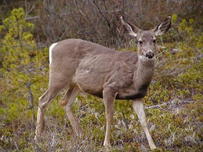 Mule Deer II