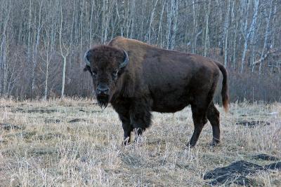 American Buffalo (Bison)