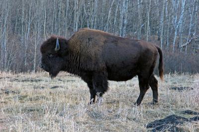 American Buffalo (Bison) II