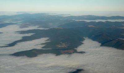 The black forest