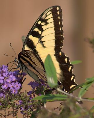 SwallowTail-6