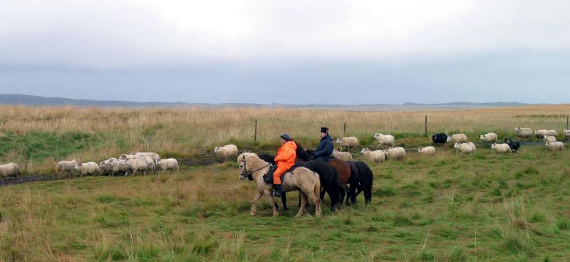 Shepherds on Icelandic horses