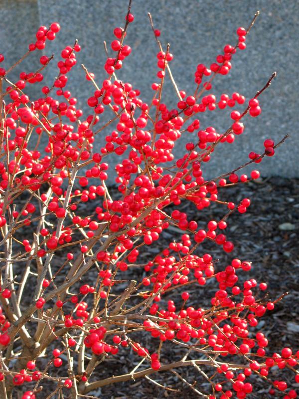 Red  Winterberry