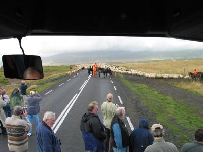 Running into sheep herders