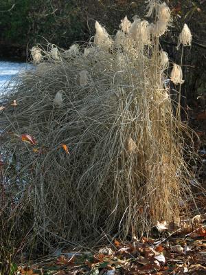 Pampas Grass