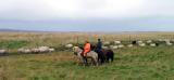 Shepherds on Icelandic horses