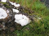 White Lichen on rocks