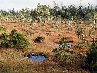 Muskeg