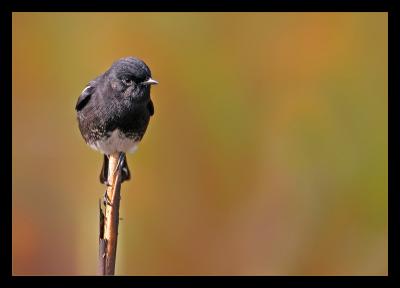 Pied Bush Chat 04