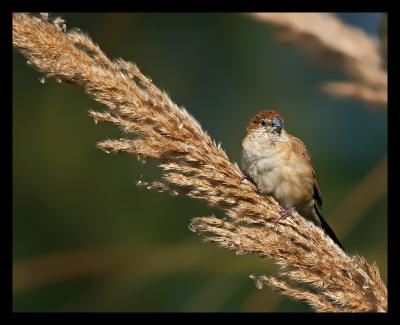 Indian Silverbill 01