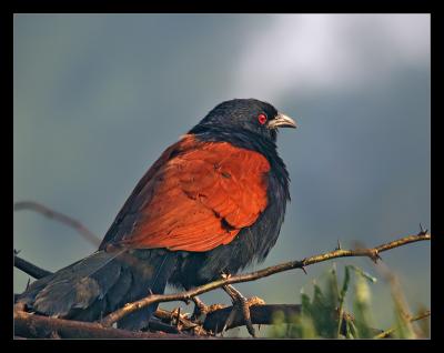 Coucal 01