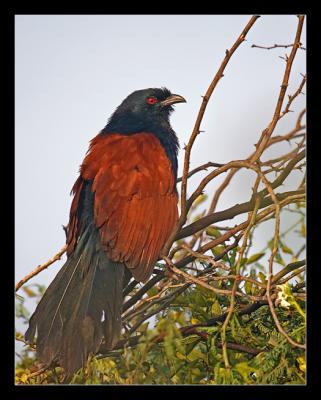 Coucal 02