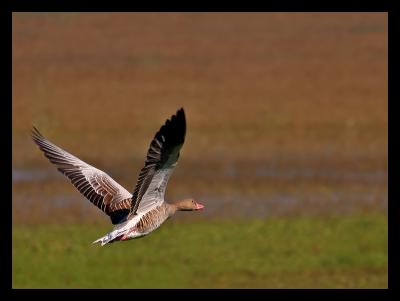 Greylag Goose Flying