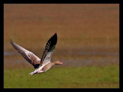 u6/vikasmal/medium/37697115.GreylagGeeseFlying01JPEG.jpg