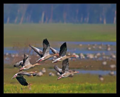 Greylag Geese Flying