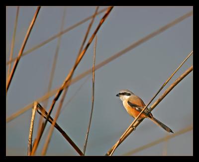 Long Tailed Shrike